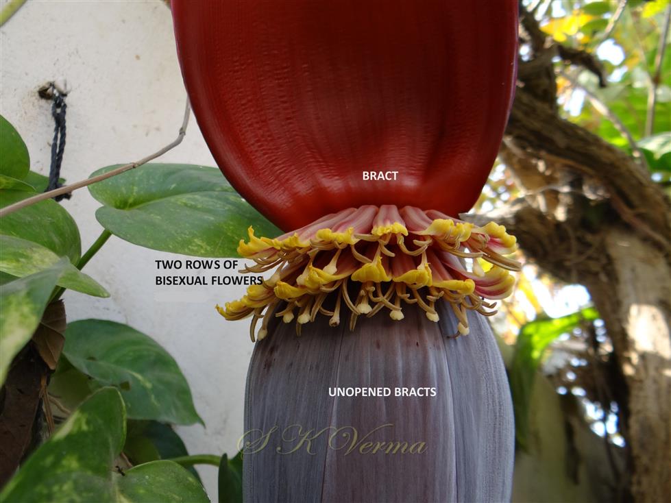  Flowers and bracts